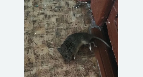 Дезинфекция от мышей в Брянске