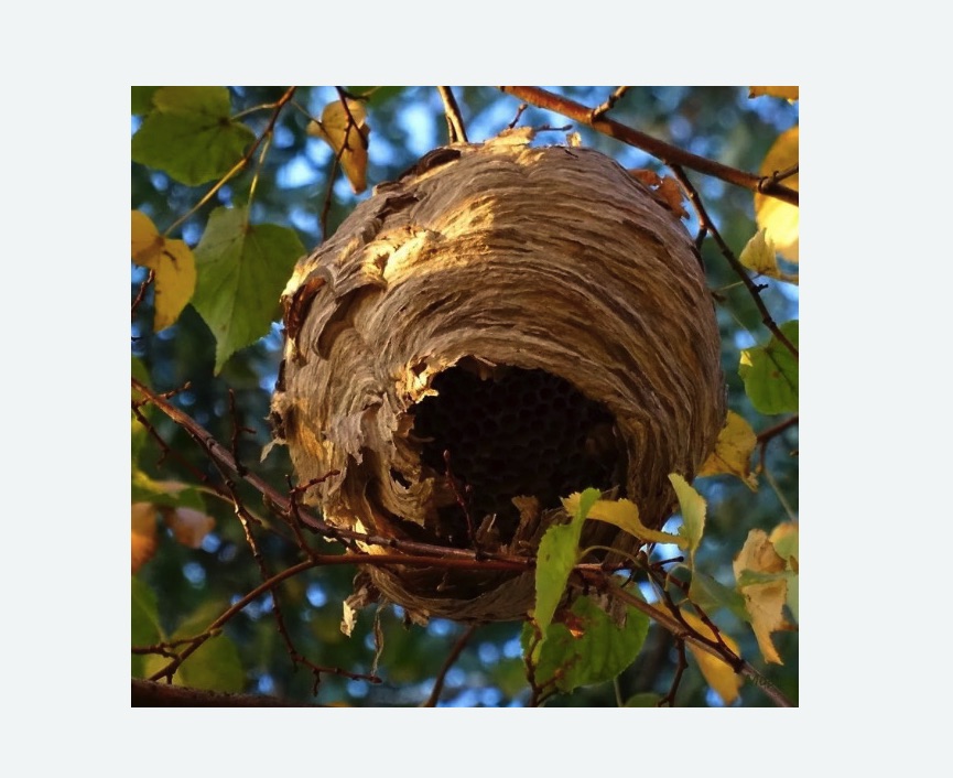 Обработка от шершней в Брянске