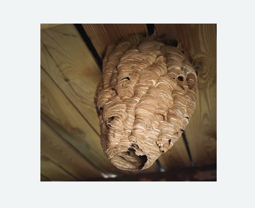 обработка от шершней в Брянске