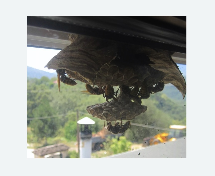 Уничтожение гнёзд шершней в Брянске