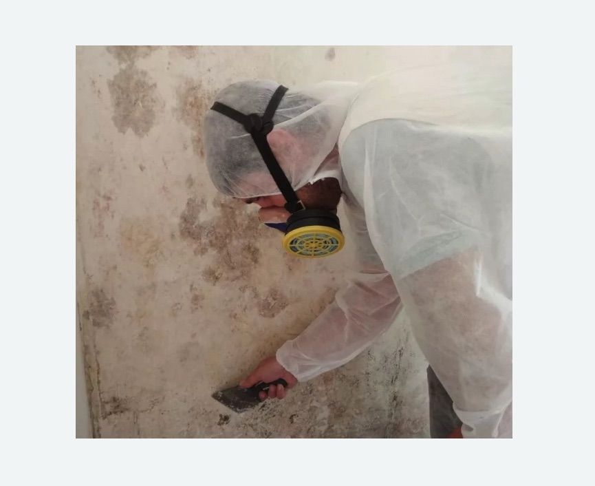 Обработка стен от плесени в Брянске