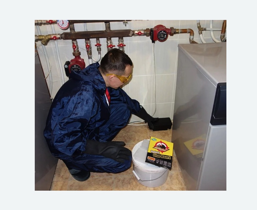 Уничтожение крыс в Брянске